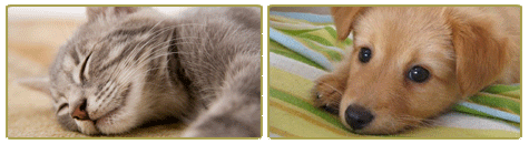 Pets Stain Cleaning