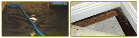 Water Extraction Cleaning